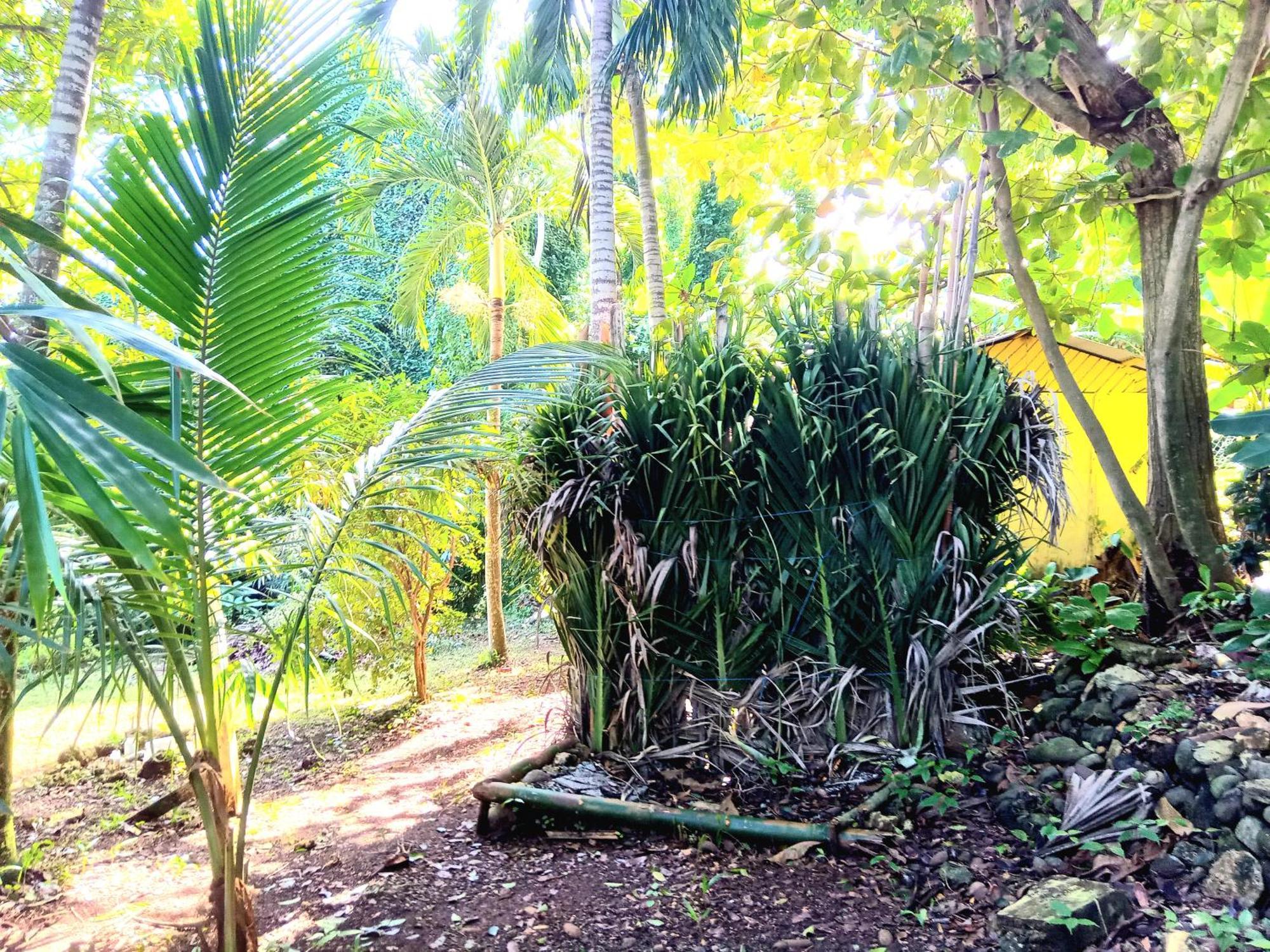 La Familia Guest House And Natural Farm ポート・アントニオ エクステリア 写真